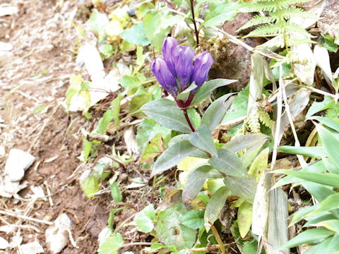 Gentiana triflora var. montana