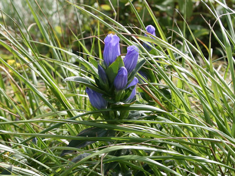 Gentiana triflora var. montana