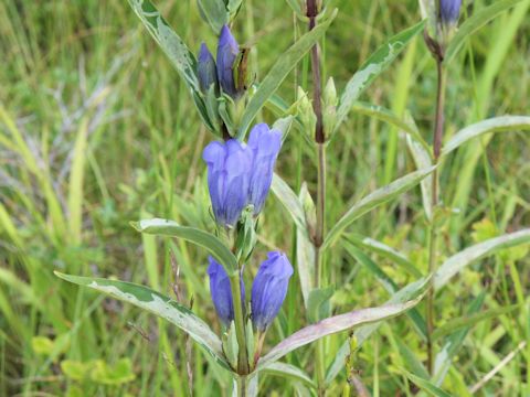 Gentiana triflora var. japonica