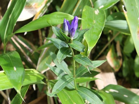 Gentiana triflora var. japonica