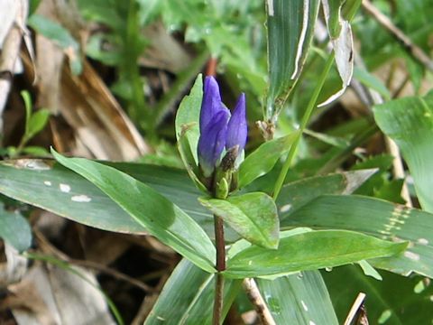 Gentiana triflora var. japonica