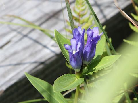 Gentiana triflora var. japonica