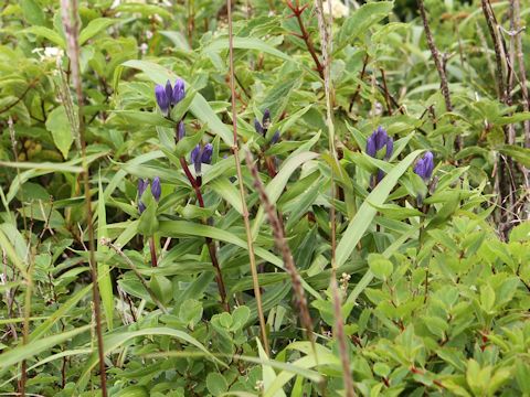 Gentiana triflora var. japonica