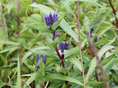 Gentiana triflora var. japonica