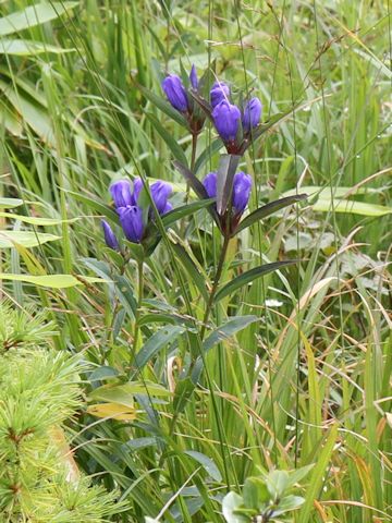 Gentiana triflora var. japonica