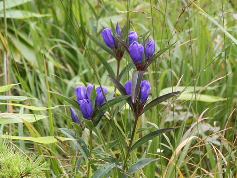 Gentiana triflora var. japonica