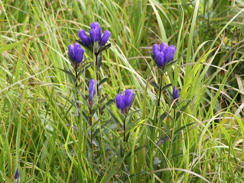 Gentiana triflora var. japonica