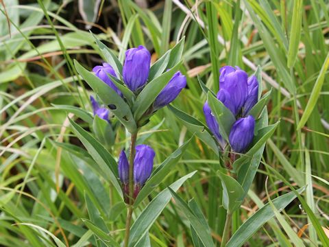 Gentiana triflora var. japonica