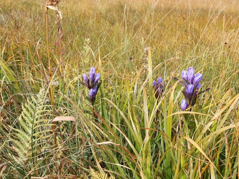 Gentiana triflora var. japonica