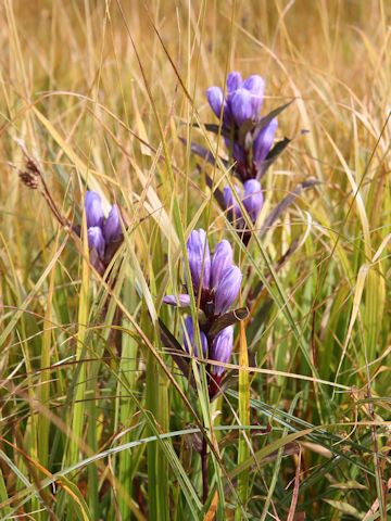 Gentiana triflora var. japonica