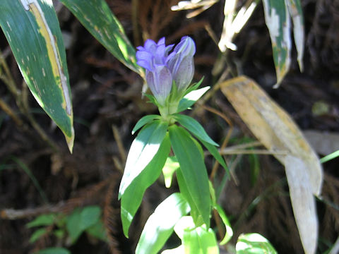 Gentiana triflora var. japonica