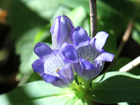 Gentiana triflora var. japonica