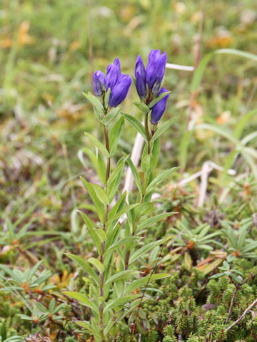 Gentiana triflora var. japonica