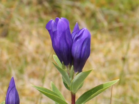 Gentiana triflora var. japonica