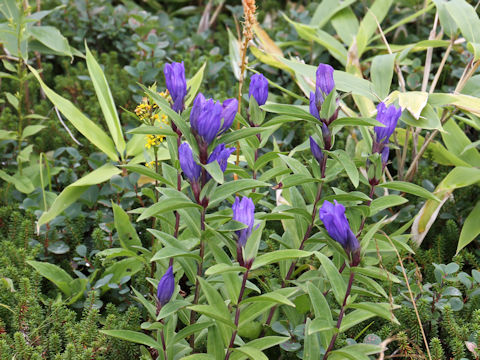 Gentiana triflora var. japonica