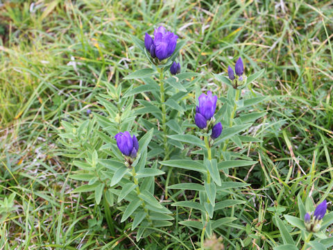 Gentiana triflora var. japonica