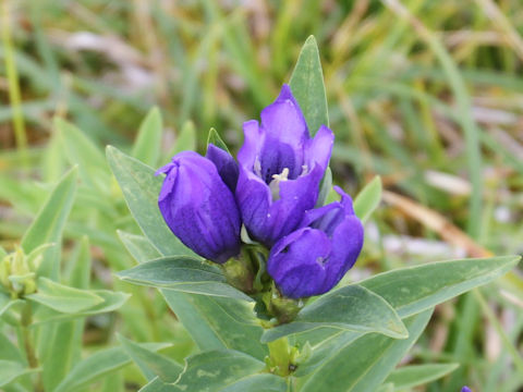 Gentiana triflora var. japonica