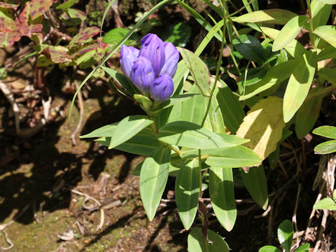 Gentiana triflora var. japonica