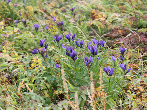 Gentiana triflora var. japonica