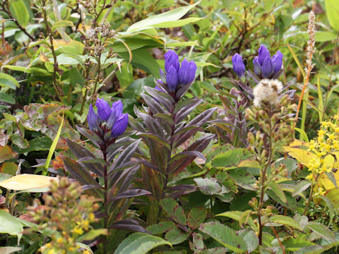 Gentiana triflora var. japonica