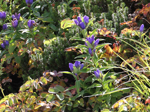 Gentiana triflora var. japonica