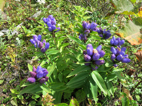 Gentiana triflora var. japonica