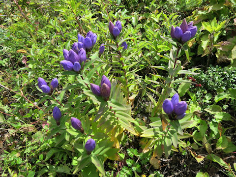 Gentiana triflora var. japonica