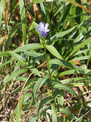 Gentiana triflora var. japonica