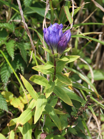 Gentiana triflora var. japonica