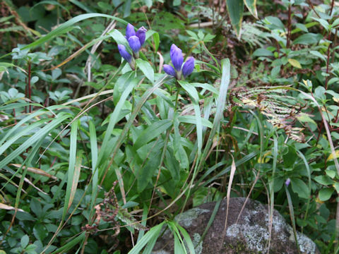 Gentiana triflora var. japonica