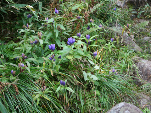 Gentiana triflora var. japonica