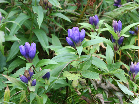 Gentiana triflora var. japonica