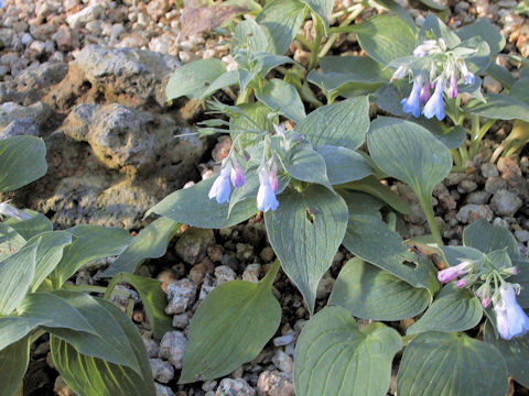 Mertensia pterocarpa var. yezoensis