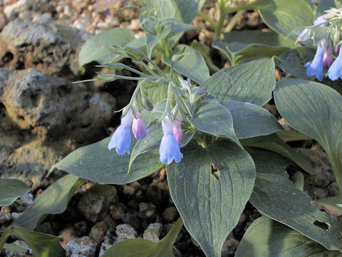 Mertensia pterocarpa var. yezoensis