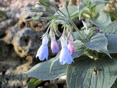 Mertensia pterocarpa var. yezoensis