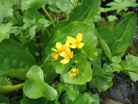 Caltha palustris var. barthei