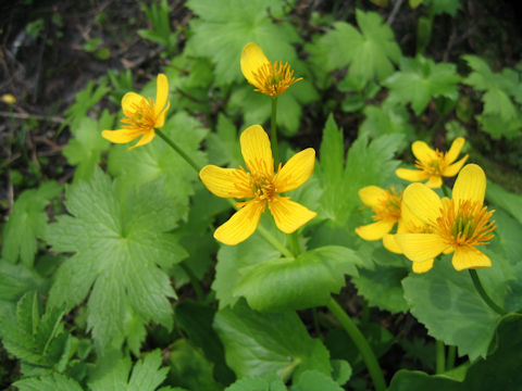 Caltha palustris var. barthei