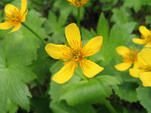 Caltha palustris var. barthei