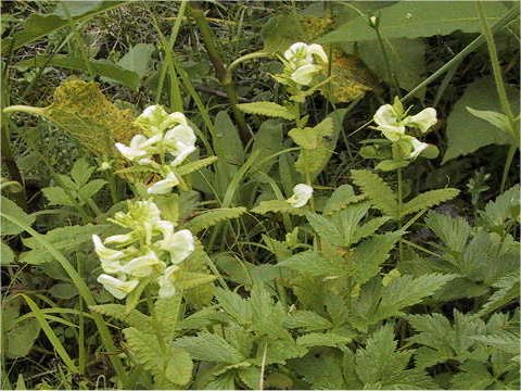 Pedicularis yezoensis