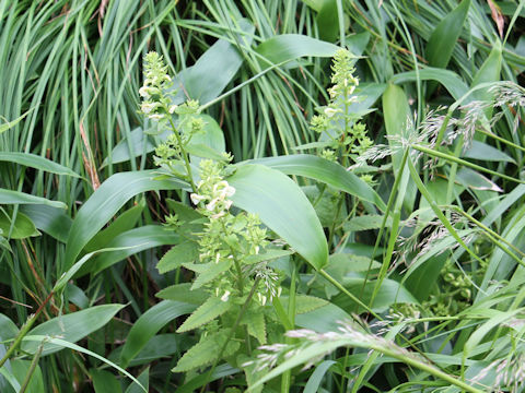 Pedicularis yezoensis