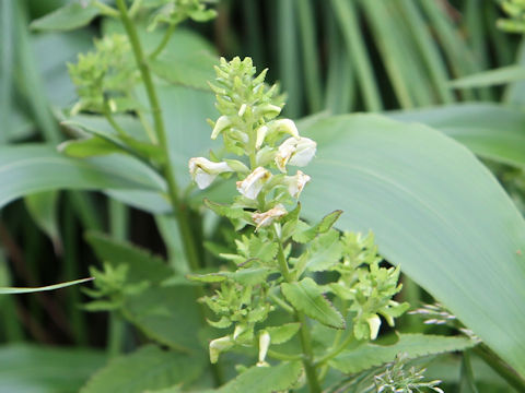 Pedicularis yezoensis