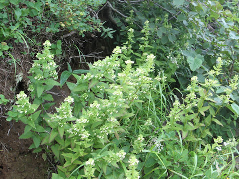 Pedicularis yezoensis