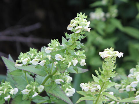 Pedicularis yezoensis