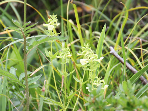 Pedicularis yezoensis