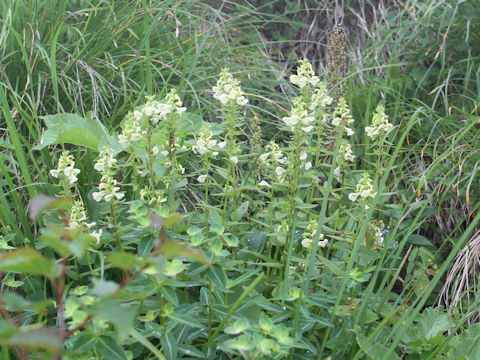 Pedicularis yezoensis