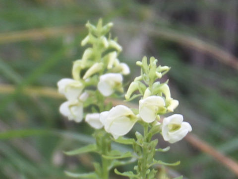 Pedicularis yezoensis