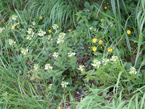 Pedicularis yezoensis