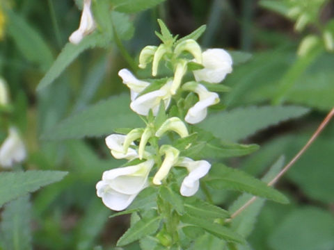 Pedicularis yezoensis