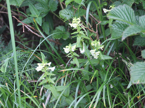 Pedicularis yezoensis