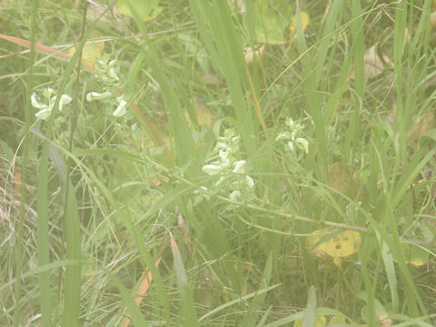 Pedicularis yezoensis